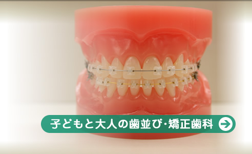 子どもと大人の歯並び･矯正歯科